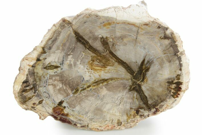 Polished Petrified Wood (Araucaria) Round - Madagascar #355323
